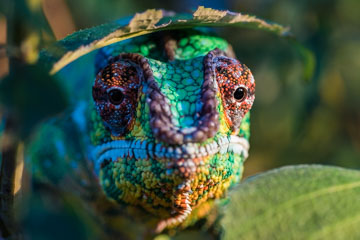 Nature Photography of chameleon upclose peaking out of the bushes