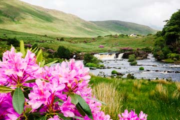 pink flowers in the forground with a river and small waterfall and rolling hills in the background